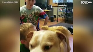 Cette poule se promène sur la dos d'un pitbull