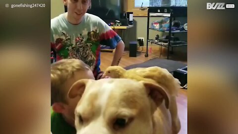Cette poule se promène sur la dos d'un pitbull