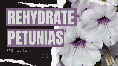 Rehydrating Petunias - Amateur Hour Timelapse(s) included...