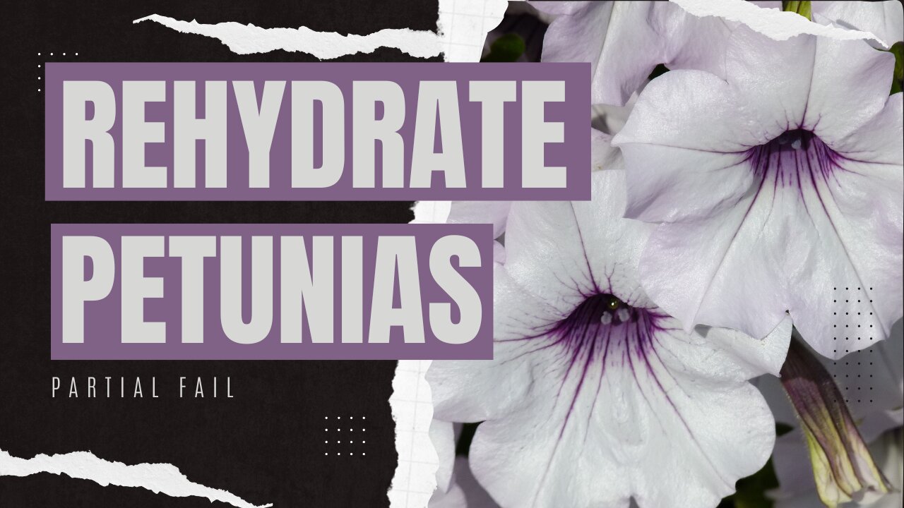 Rehydrating Petunias - Amateur Hour Timelapse(s) included...