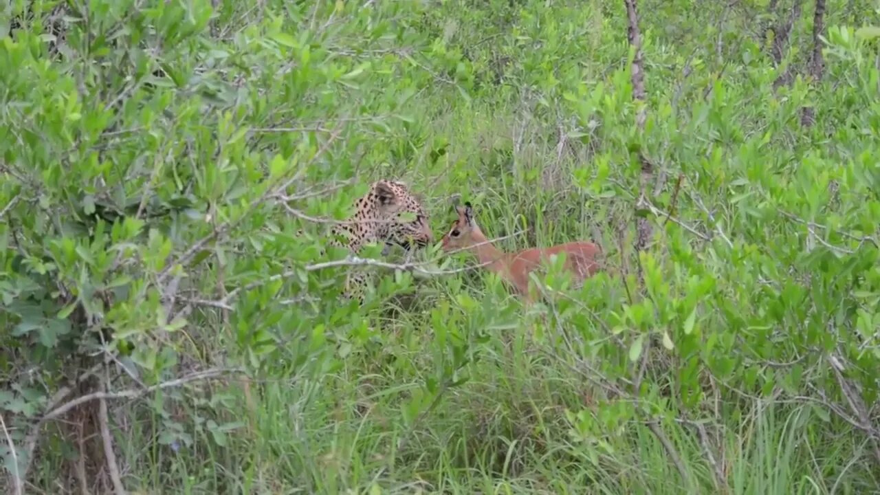 Incredible footage of leopard behaviour during impala kill - Sabi Sand Game Reserve, South Afric-3