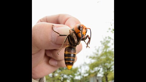 Executioner Wasp