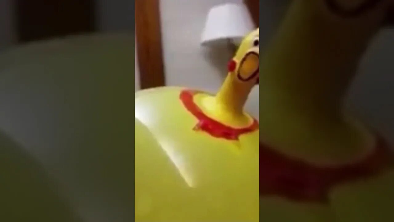 Rubber Chicken Shouting #RubberChicken #Chicken #FunnyVideos