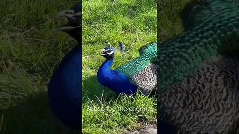 Cutest peacock ever #entertainment