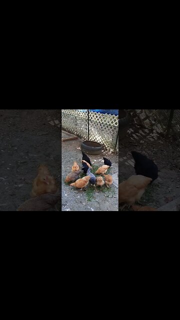 Backyard Chickens Eating Grass Clippings
