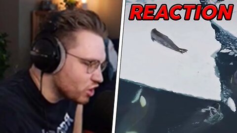 ohnePixel reacts to an incredible orca hunt