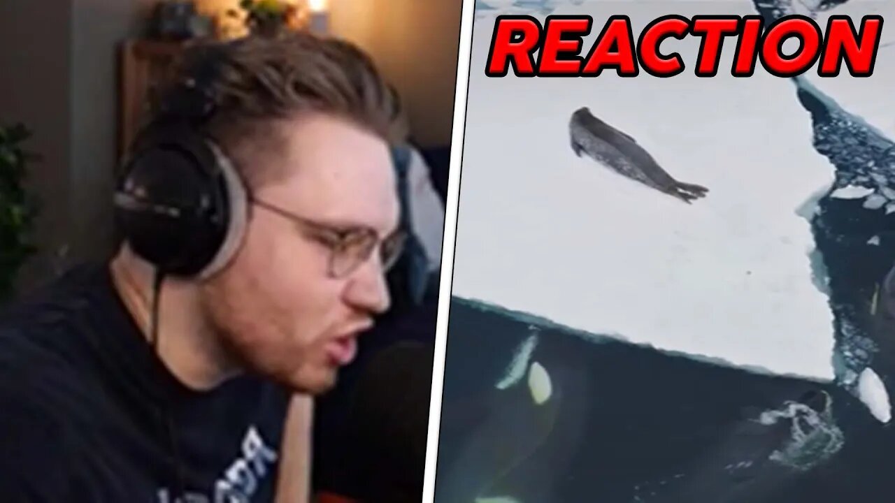 ohnePixel reacts to an incredible orca hunt