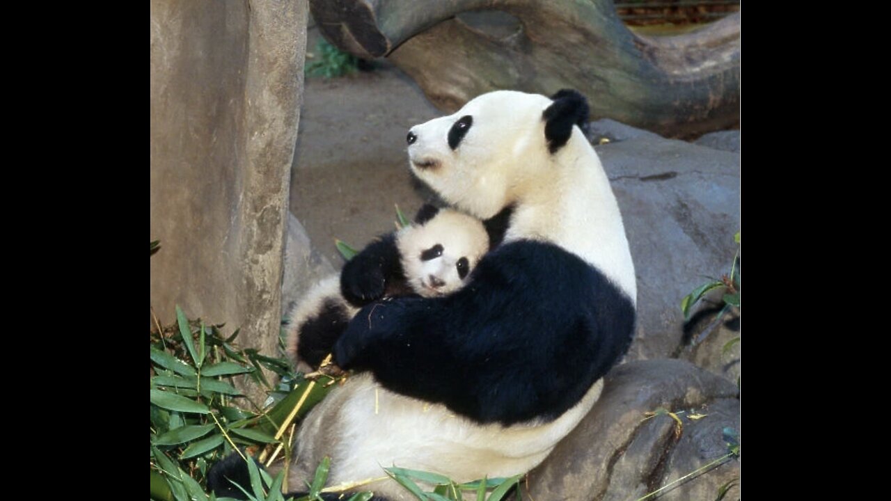 panda bear