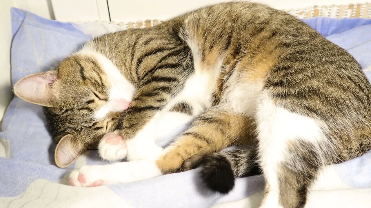 A Cute Sleepy Cat Enjoys the Sun