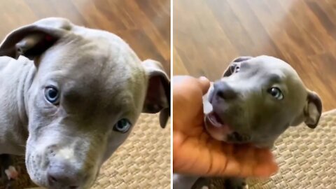 Cute puppy playing with his owner