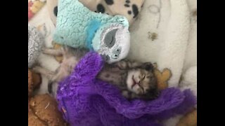 Gatinhos adoráveis dormem no meio de peluches