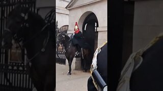 The kings guard winter coat #horseguardsparade