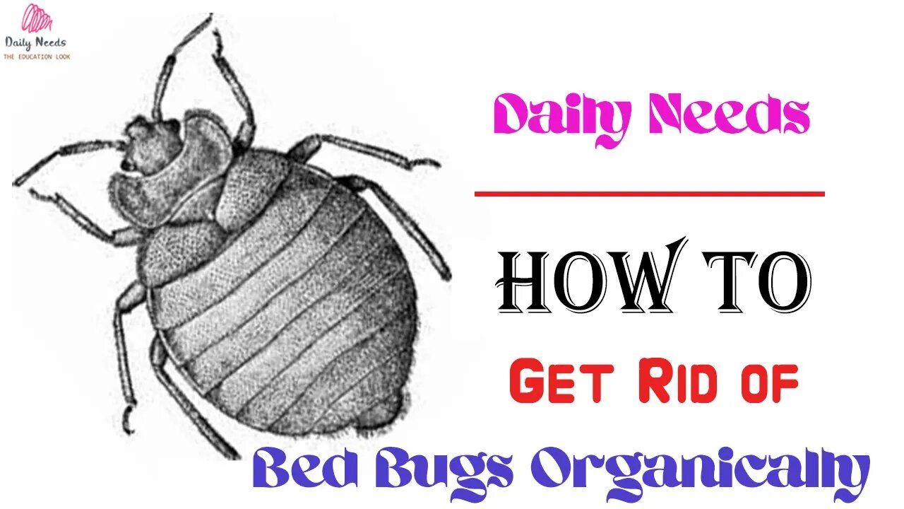 How to Get Rid of Bed Bugs Organically - Daily Needs Studio