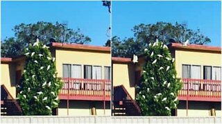 Australialainen nainen luulee lintuja joulukoristeiksi