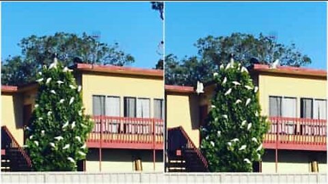 Australialainen nainen luulee lintuja joulukoristeiksi