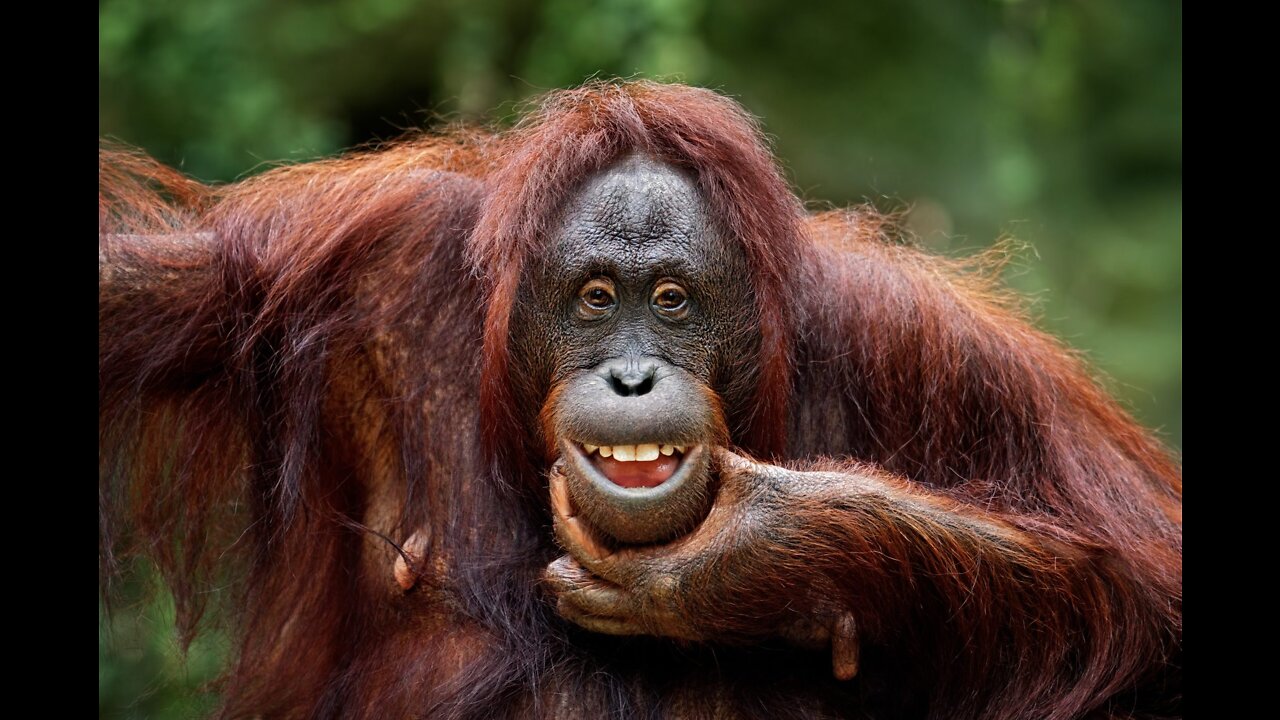 Cute pets and funny animals <3 <3