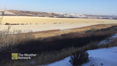 A long line of cows follows a tractor home