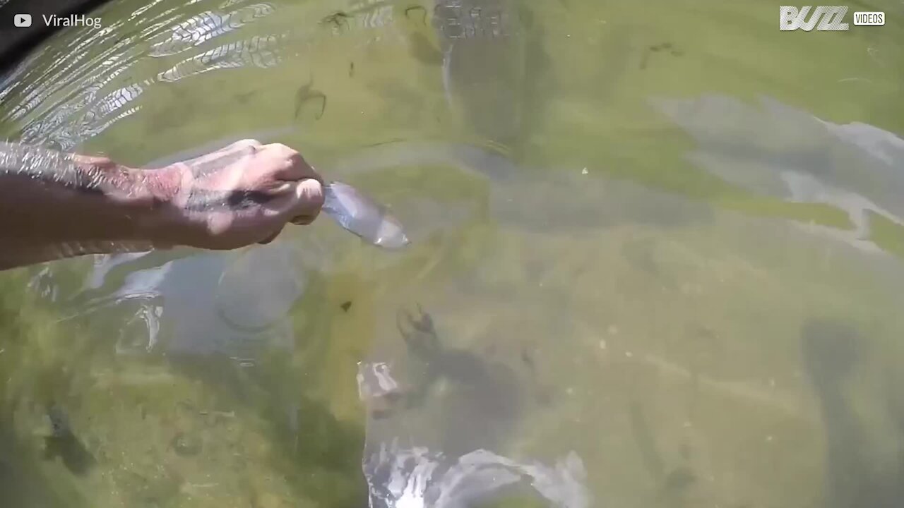 Un poisson géant nourrit à la main