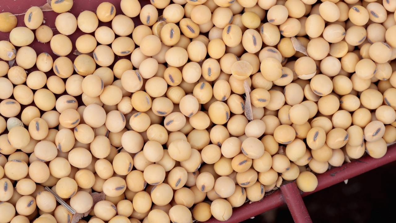 China To Purchase Soybeans And Pork From U.S. Amid Trade War