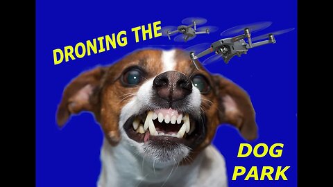 🐶DRONE OVER THE DOG PARK! 😊 #drone #dronevideo #dogs