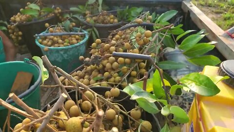 Lamyai Harvest!