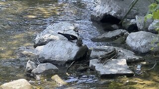 Red-tipped wing black bird feeding fledgling