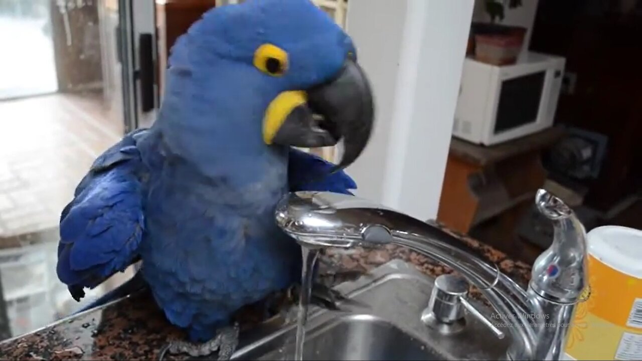 Funny Macaw Blue Take Shower