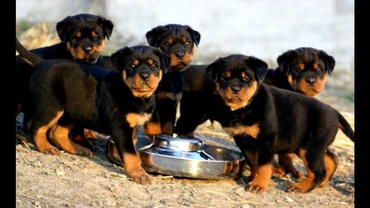 Rottweiler Puppy price in India