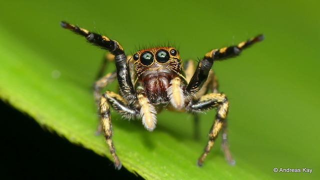 Hands up little Jumping spider!