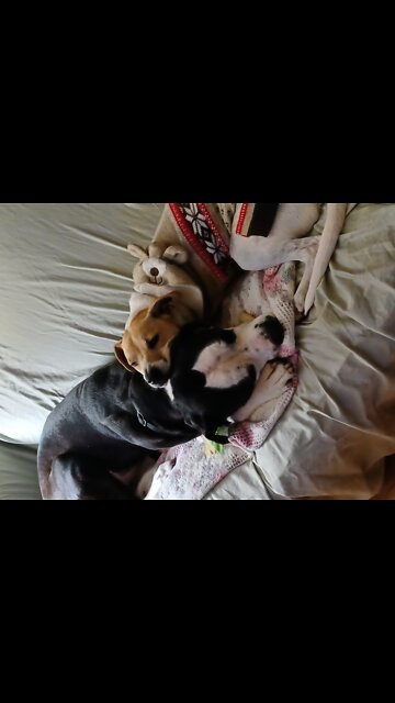 The Lads Having a Ball