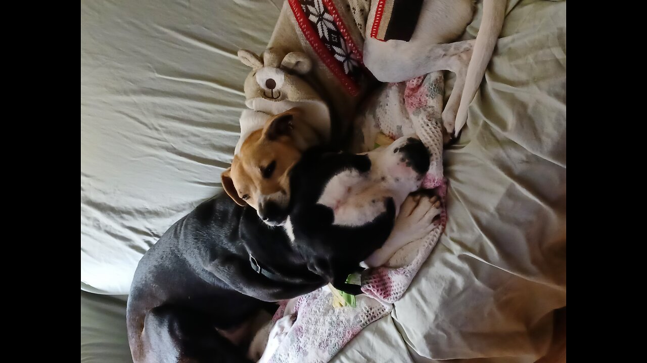 The Lads Having a Ball