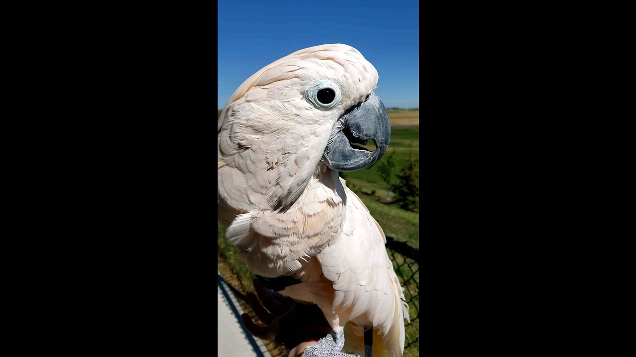 Parrot goes for a walk