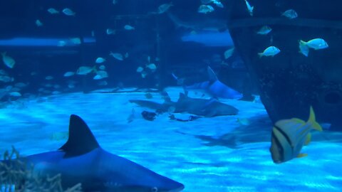 Ripliys Aquarium 8-28-2021