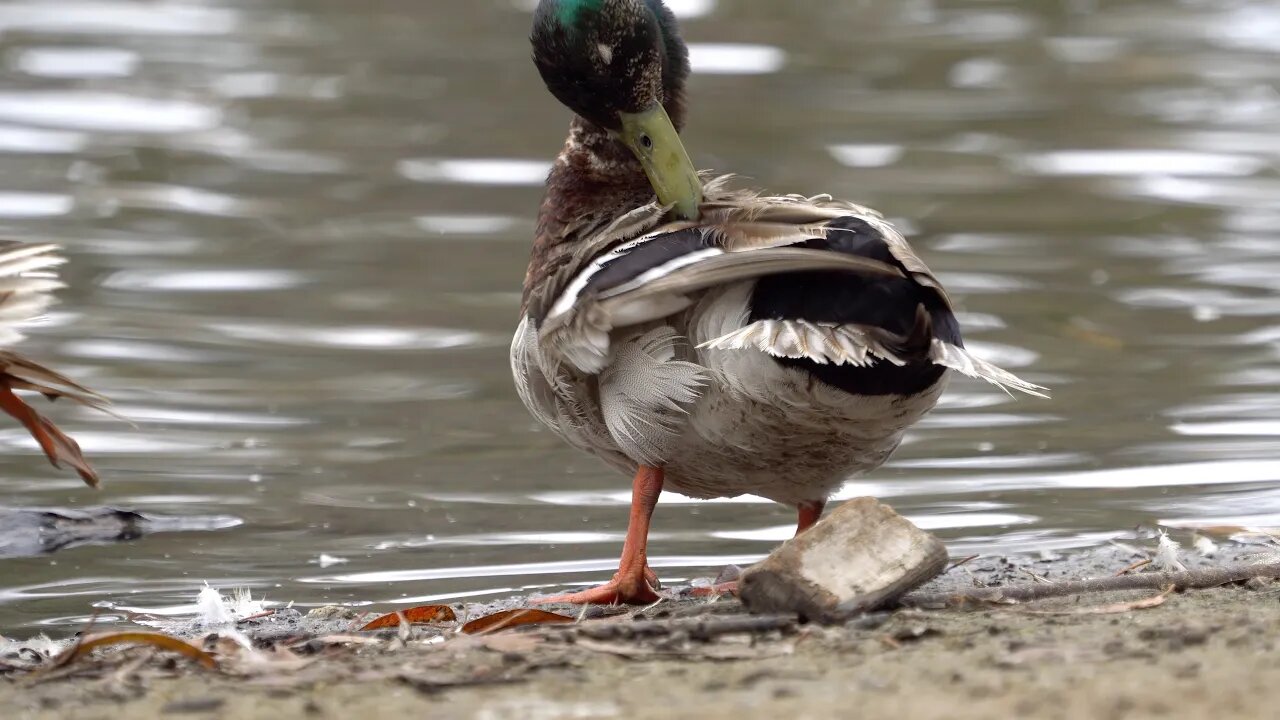 CatTV: Duck Cleaning on Shore