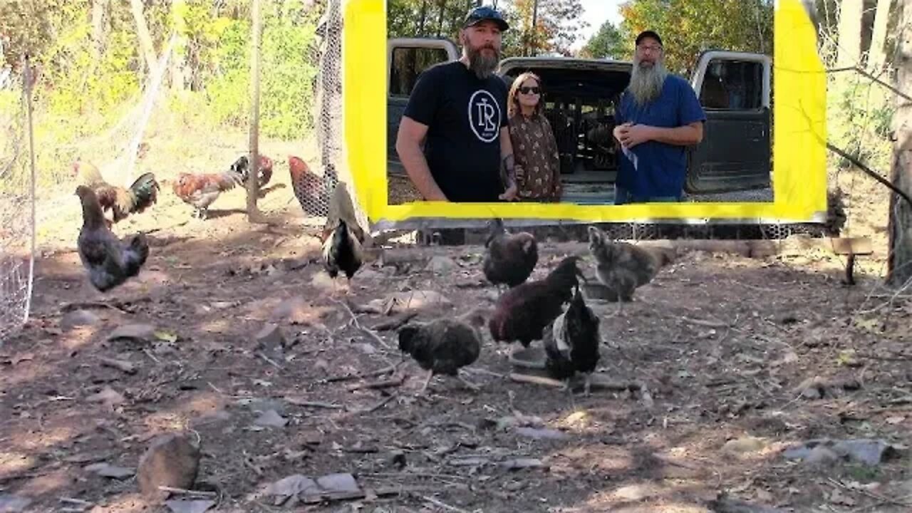 26 Roosters 0 Hens EXTRAVAGANZA | Merging @Country Road Cure Extra Roos With Mine | CHICKEN TIPS