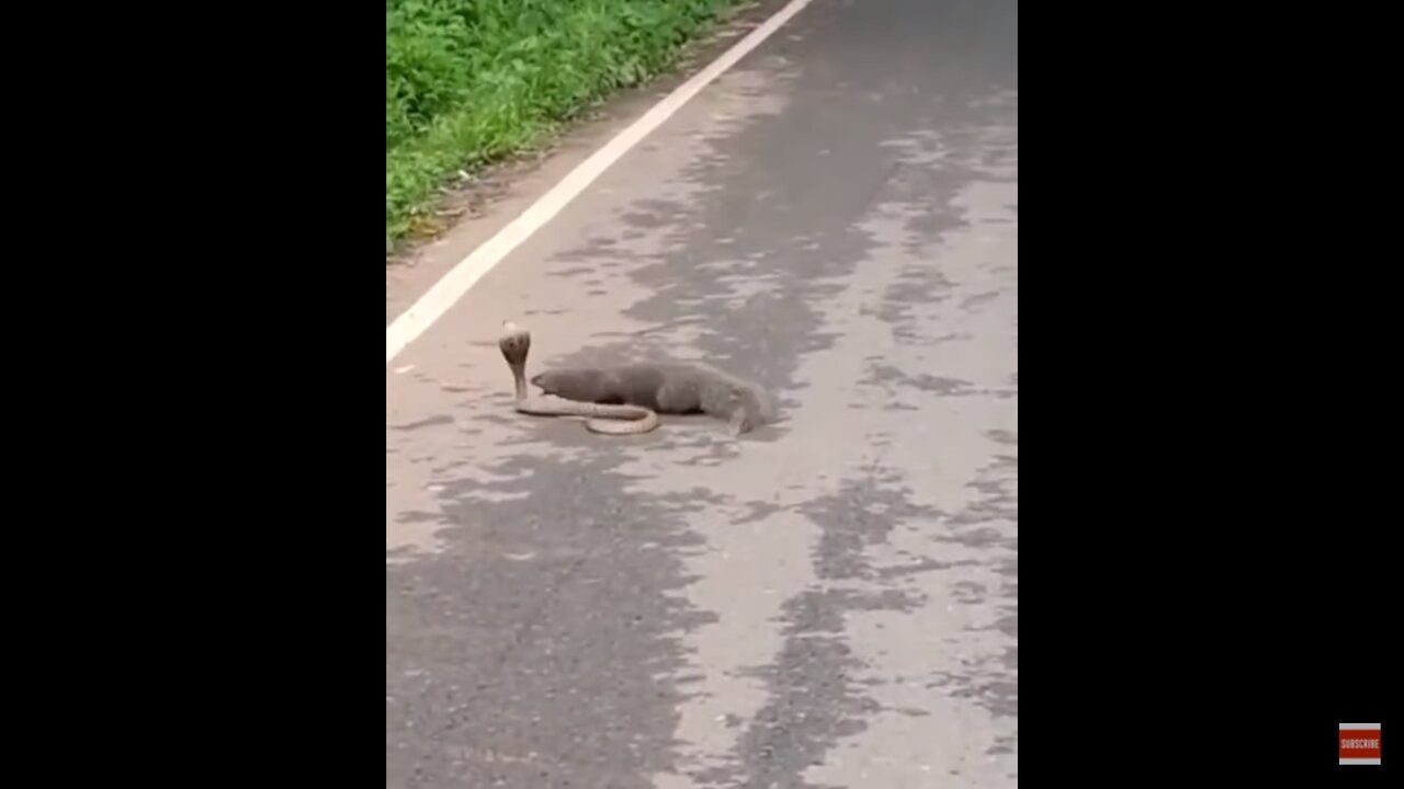 Wild animal in the jungle of Africa - Snake battle