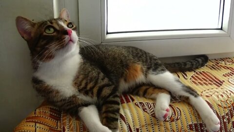 Little Cat Sits on the Window Sill