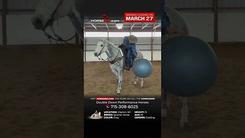 𝓟𝓞𝓢𝓢𝓤𝓜 - Cool Grey Gelding that is a joy to have around the farm! Available on Horsebid thru 3/27!