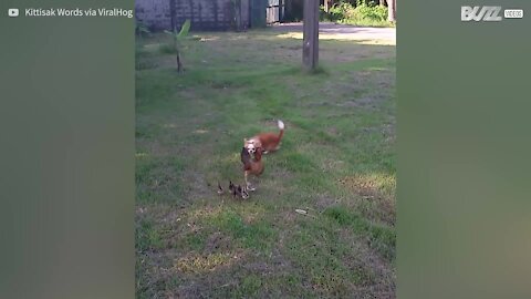 Gallina protegge i cuccioli dal cane