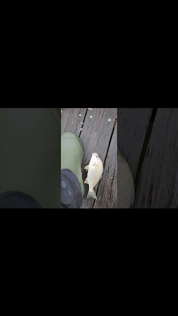 Jizz'in Spotted Croaker!!