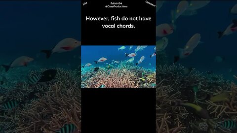 Fish use a variety of low-pitched sounds to convey messages to each other #fish #shorts