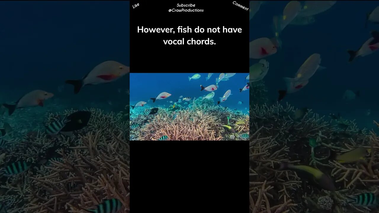 Fish use a variety of low-pitched sounds to convey messages to each other #fish #shorts