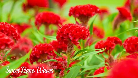 Beautiful Relaxing Music - Soothing Relaxation Music, Calming Music for Sleep, Background Music