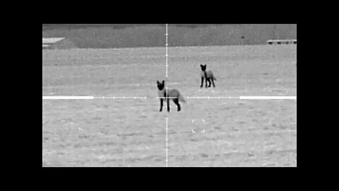 Coming in hot! Double down coyote hunting!