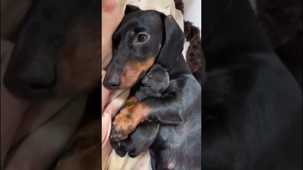 New Born Puppy With Their Mama