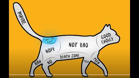 How to Pet Dogs, Cats and Animals