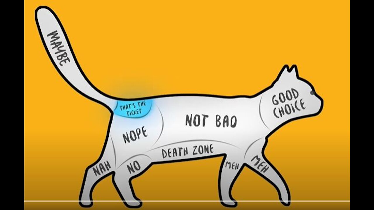 How to Pet Dogs, Cats and Animals