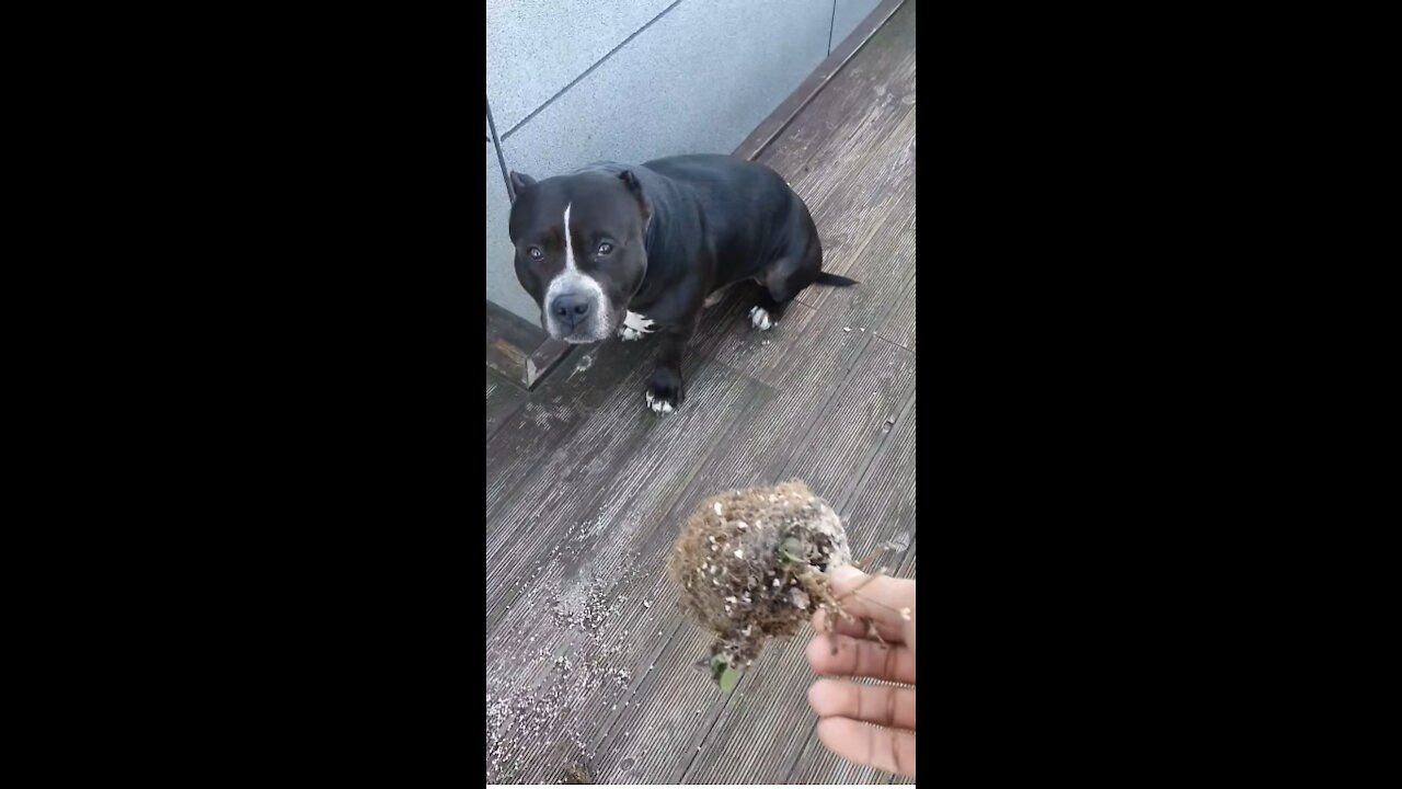 American Bully's Rebellion