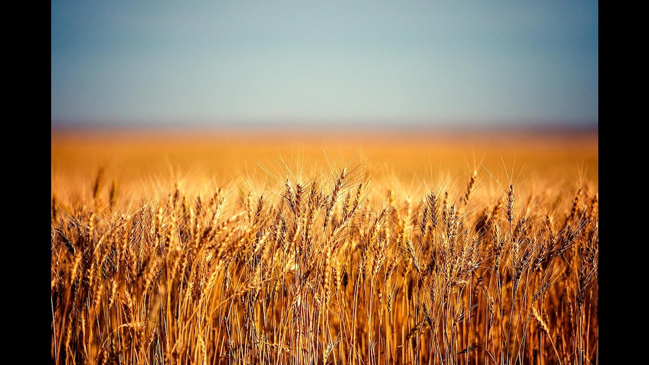 Last Night Dream of Golden Wheat