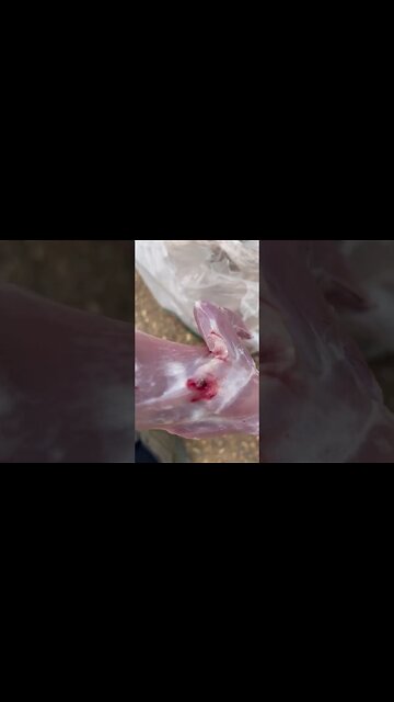 Cuterebra (rodent bot) larvae from a squirrel. #cuterebra #parasite #veterinary #squirrel #hunting